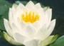 White Water Lily