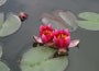 Water Lily