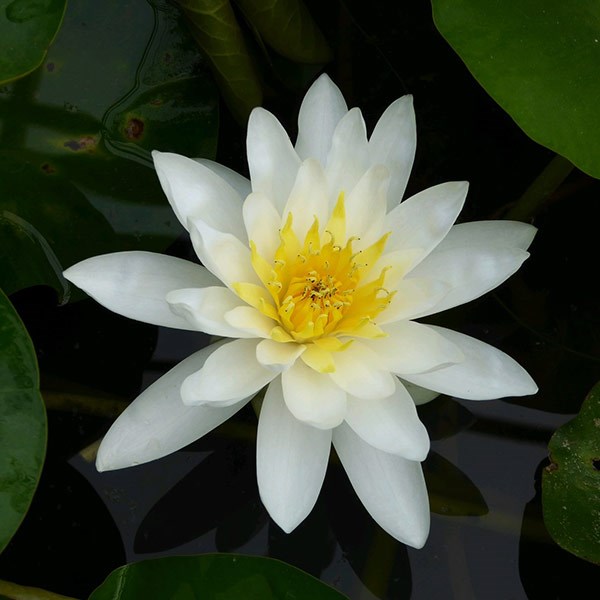 water lily