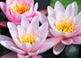 Water Lily