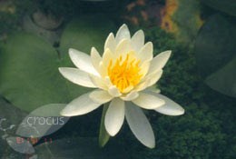 Nymphaea 'Large White' (water lily)