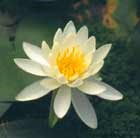 water lily