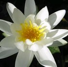 water lily (syn. N. pygmaea 'Alba')
