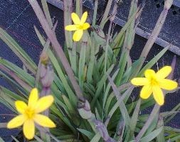 Sisyrinchium californicum 'Yellowstone' (golden-eyed grass)