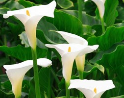 Zantedeschia aethiopica 'Crowborough' (arum lily)