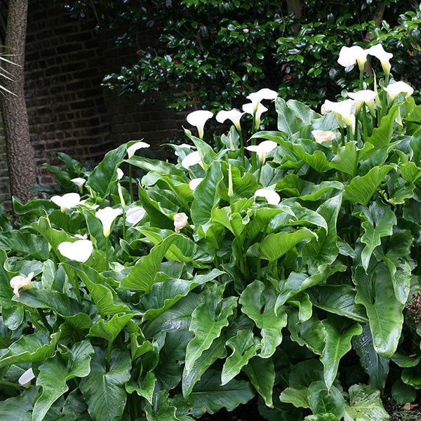 arum lily arum lily