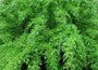 umbrella bamboo