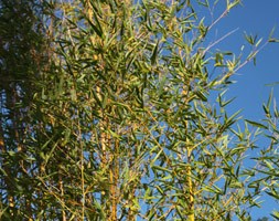 Phyllostachys aurea (fishpole bamboo)