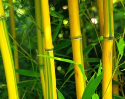 Phyllostachys aureosulcata f. spectabilis (showy yellow-groove bamboo)