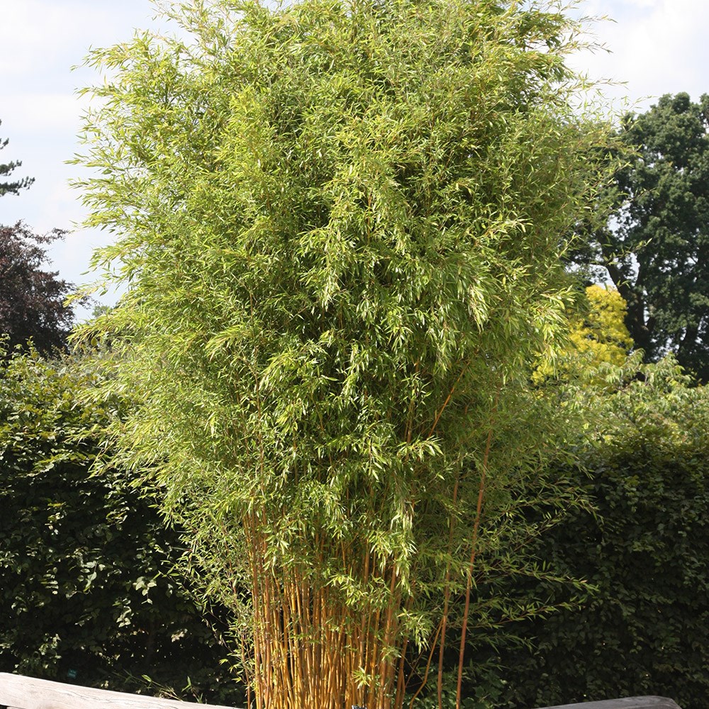 showy yellow-groove bamboo showy yellow-groove bamboo