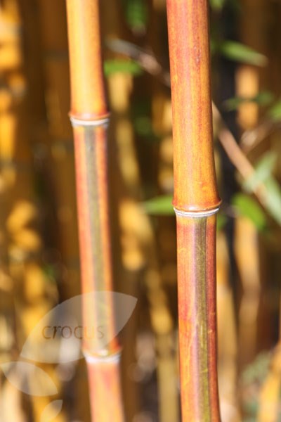 showy yellow-groove bamboo showy yellow-groove bamboo