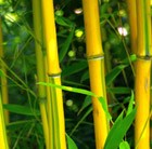showy yellow-groove bamboo