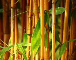 Phyllostachys aureosulcata f. aureocaulis (golden-groove bamboo)