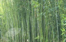 Phyllostachys bissetii (Phyllostachys Bamboo)
