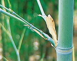 Phyllostachys glauca (bamboo)