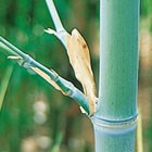 bamboo