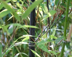 Phyllostachys nigra (black bamboo)