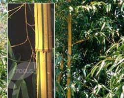 Phyllostachys vivax f.  aureocaulis (phyllostachys bamboo)