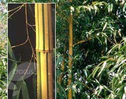 Phyllostachys vivax f. aureocaulis (phyllostachys bamboo)