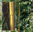 phyllostachys bamboo