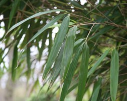 Pseudosasa japonica (arrow bamboo 'japonica')