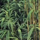 arrow bamboo &apos;japonica&apos;