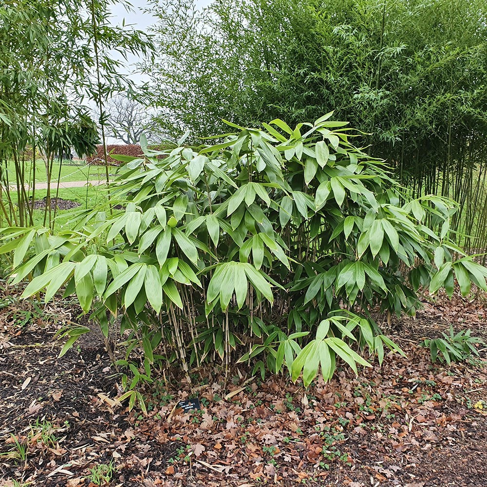 Sasa Palmata
