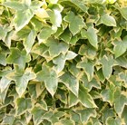 common ivy