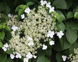 Hydrangea anomala subsp. petiolaris (climbing hydrangea)