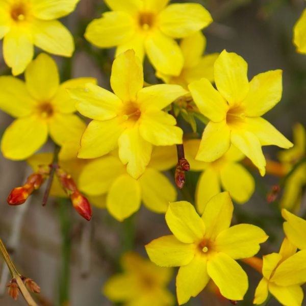 winter jasmine