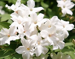 Jasminum officinale (common white jasmine)
