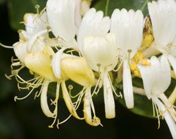 Lonicera periclymenum 'Heaven Scent' (English wild honeysuckle)