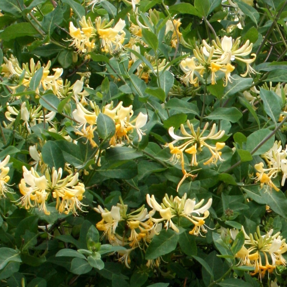 honeysuckle honeysuckle
