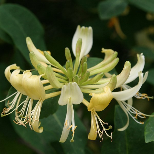 honeysuckle honeysuckle