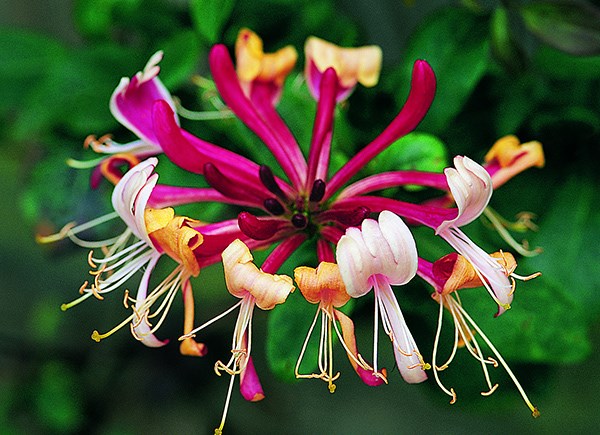 late Dutch honeysuckle