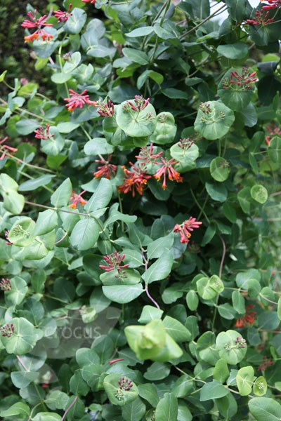 scarlet trumpet honeysuckle scarlet trumpet honeysuckle