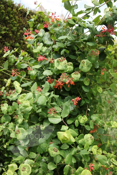 scarlet trumpet honeysuckle scarlet trumpet honeysuckle