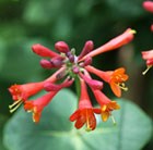 scarlet trumpet honeysuckle