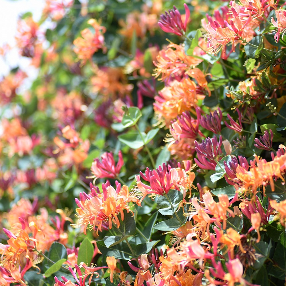 honeysuckle