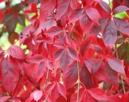 Parthenocissus quinquefolia (virginia creeper)