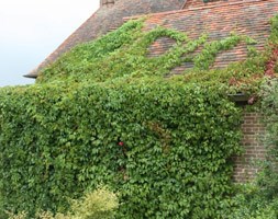 virginia creeper