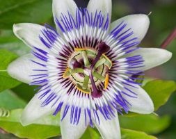 Passiflora caerulea (blue passion flower)