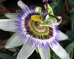 blue passion flower
