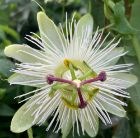 passion flower