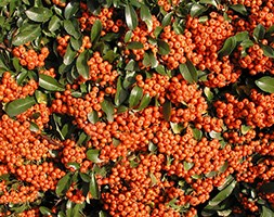 Pyracantha Saphyr Orange ('Cadange') (PBR) (firethorn)