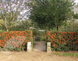 firethorn