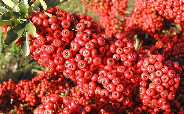 firethorn (syn. Saphyr Red)
