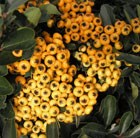 firethorn (syn. Saphyr Yellow)