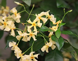 Trachelospermum asiaticum (Chinesse jasmine)