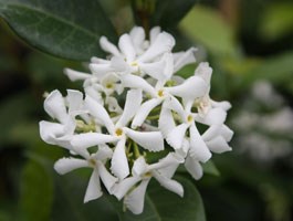 Trachelospermum jasminoides (star jasmine)